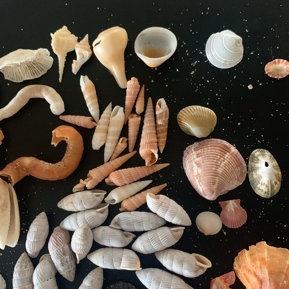 Boca Raton Shells and coral - Picture 3 of 7